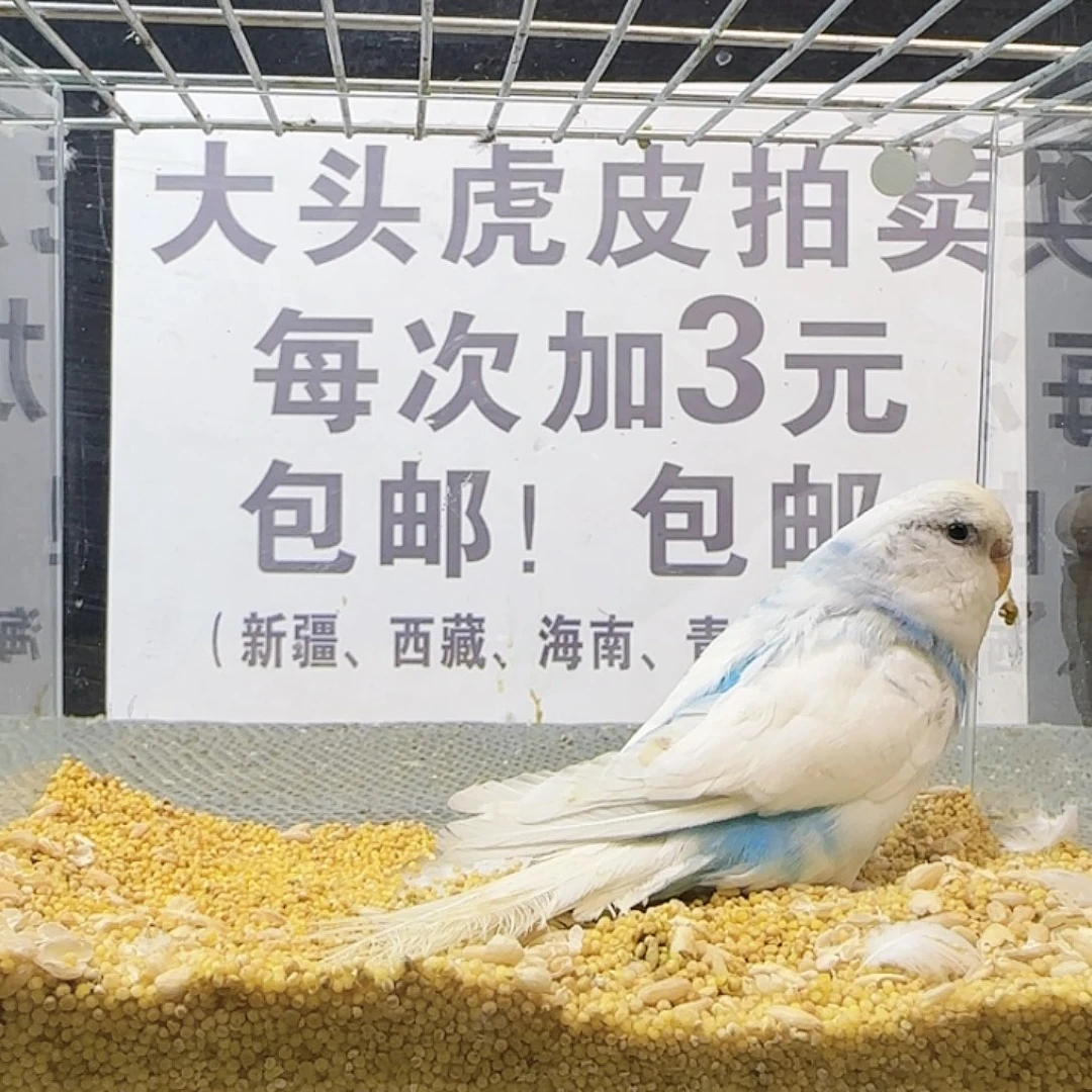 虎皮鹦鹉大头鹦鹉