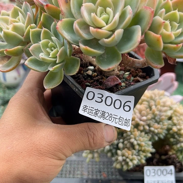 幸运的是我还没遇到幸运