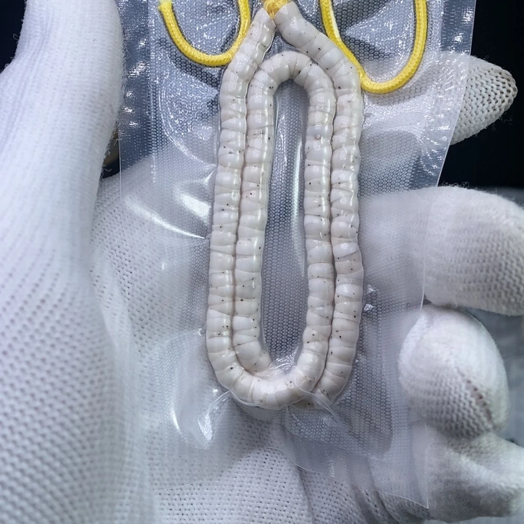 【闪购商品】星月菩提手串卡5原生态一颗牛毛星大肠