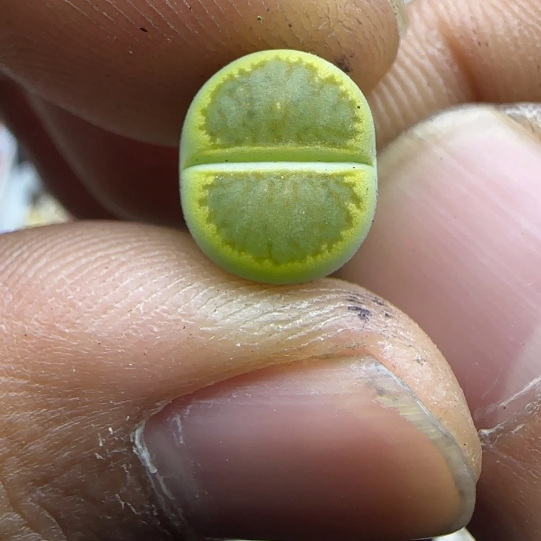 008 生石花大棚直播