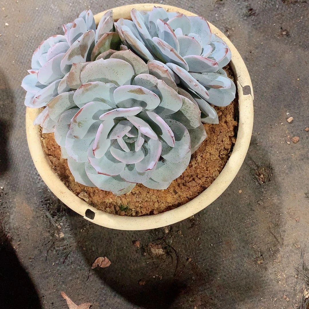 多肉植物多肉植物奶茶58
