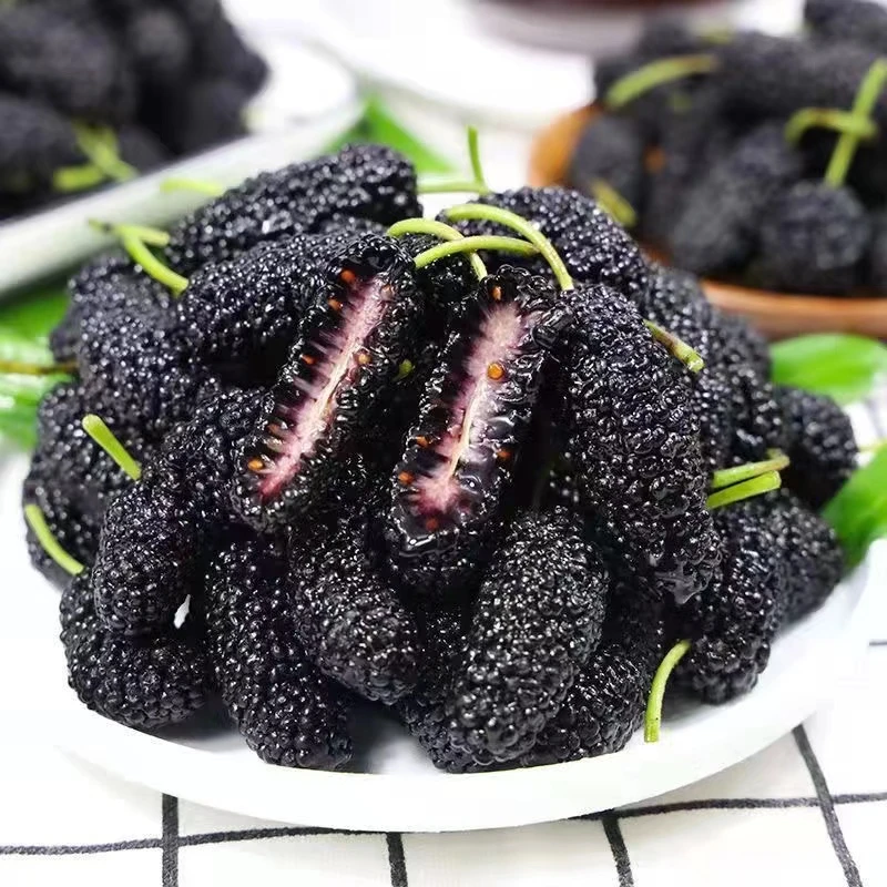 【云贵川陕渝专拍】新鲜黑桑葚德昌桑椹子现摘桑果泡酒桑椹籽桑泡