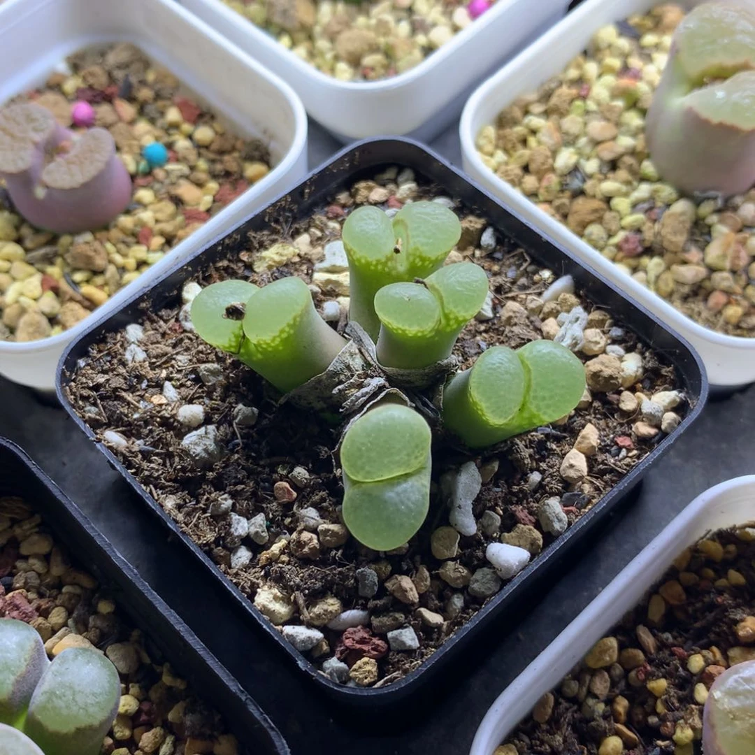 22004粉樱风铃母本