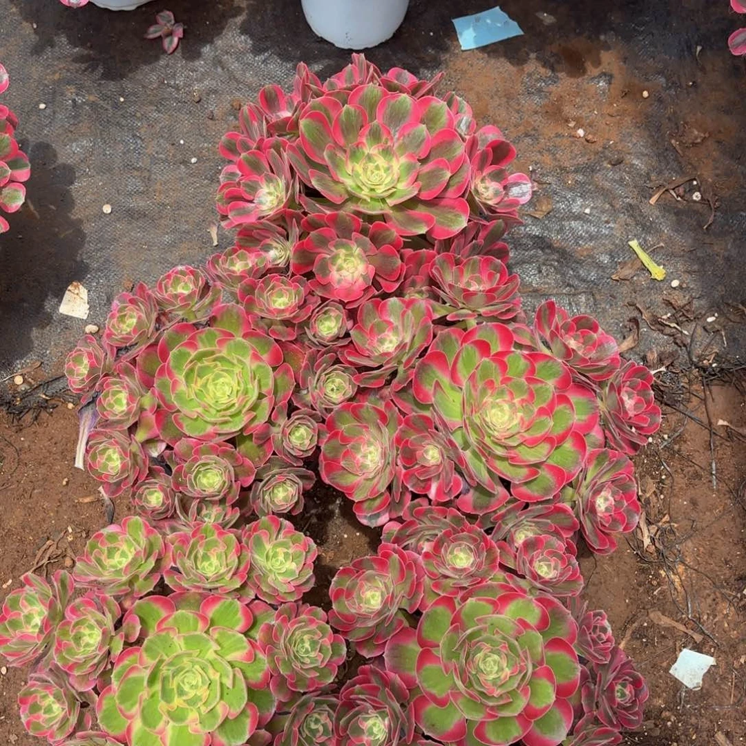 云南七彩石好看量拍一个