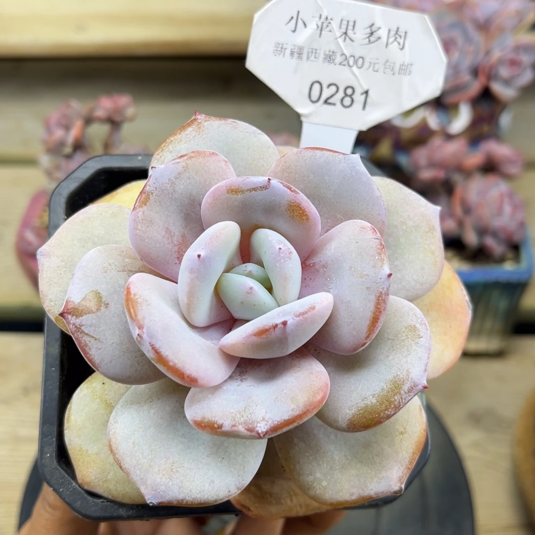 奶茶281/11cm单头