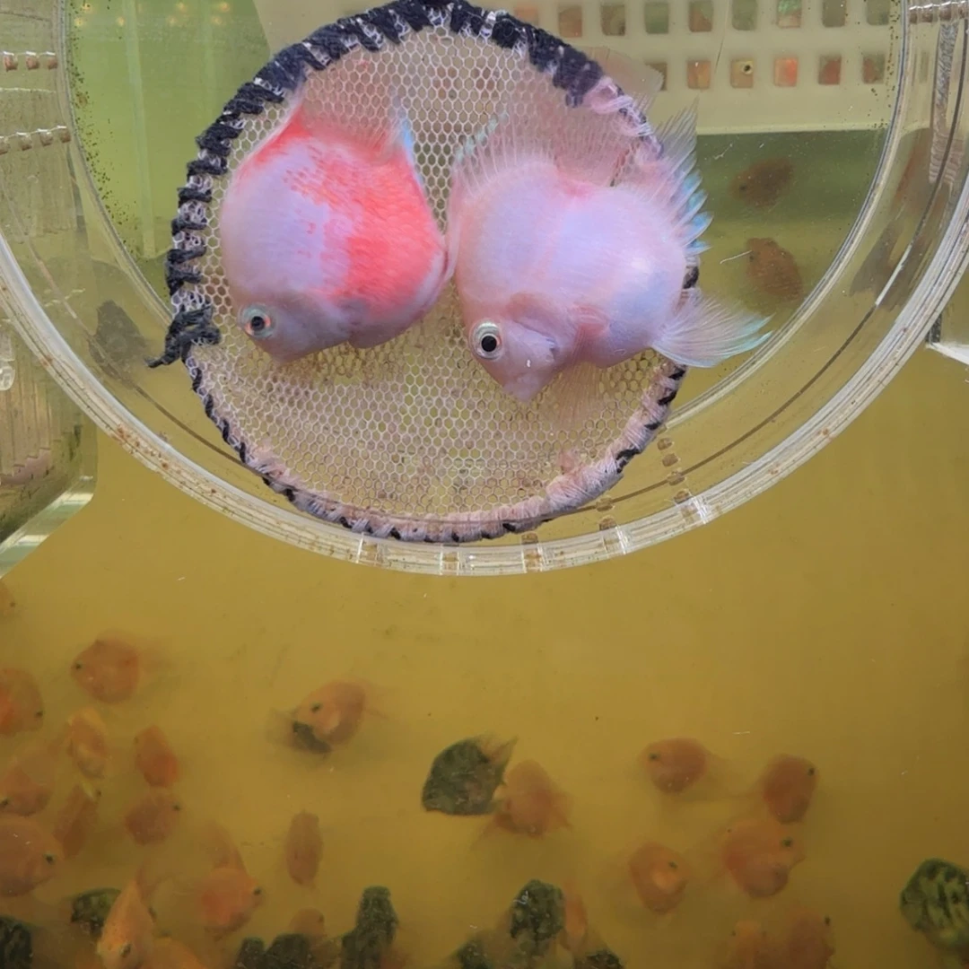 鹦鹉鱼胭脂粉一对