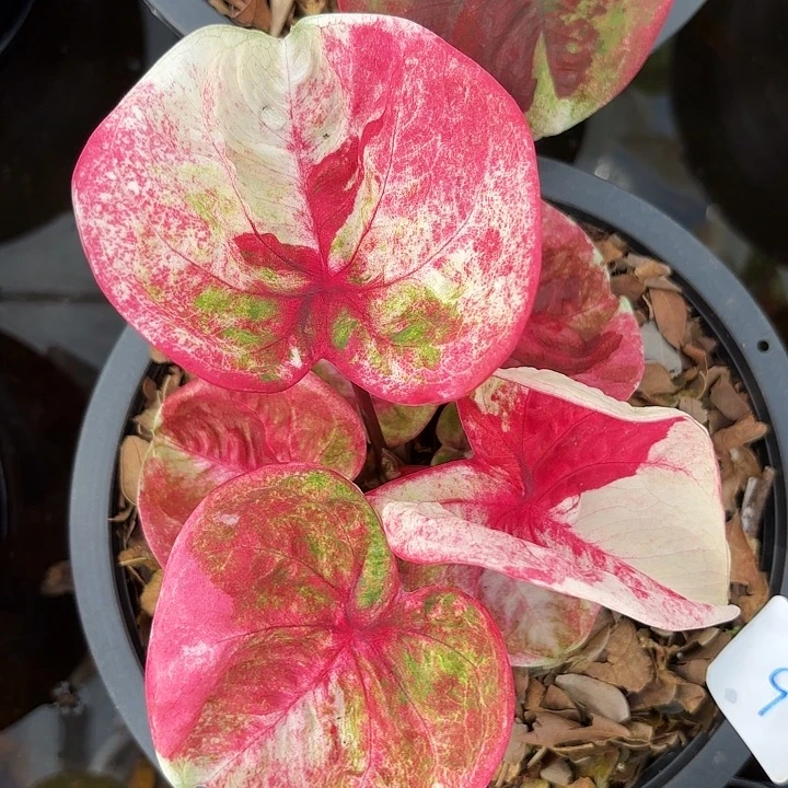 ****️9-0918彩叶芋泰国