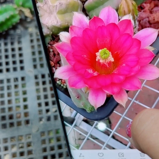 下37明虾歪无根侧芽3公分左右20包邮