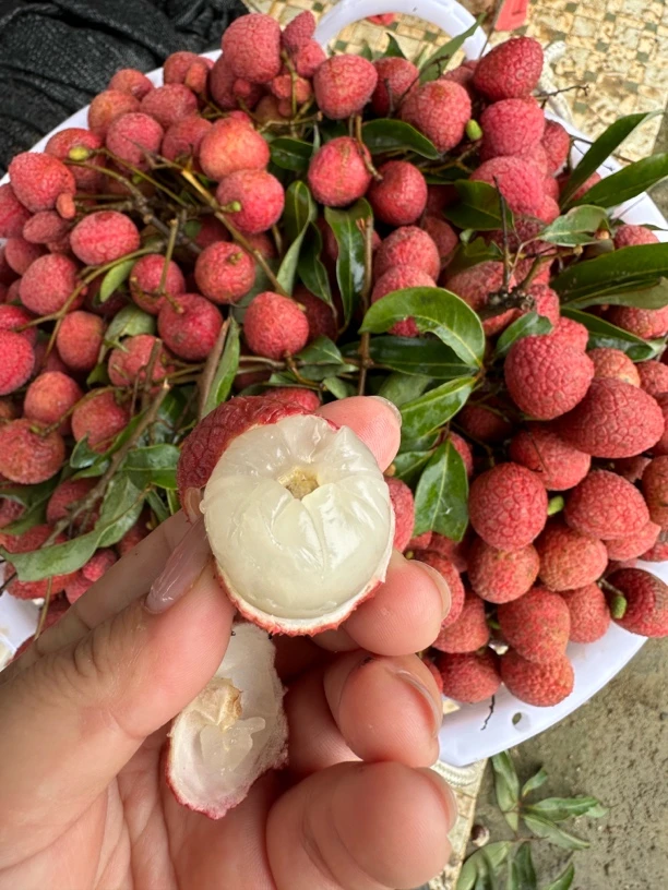 当季/老乌叶荔枝