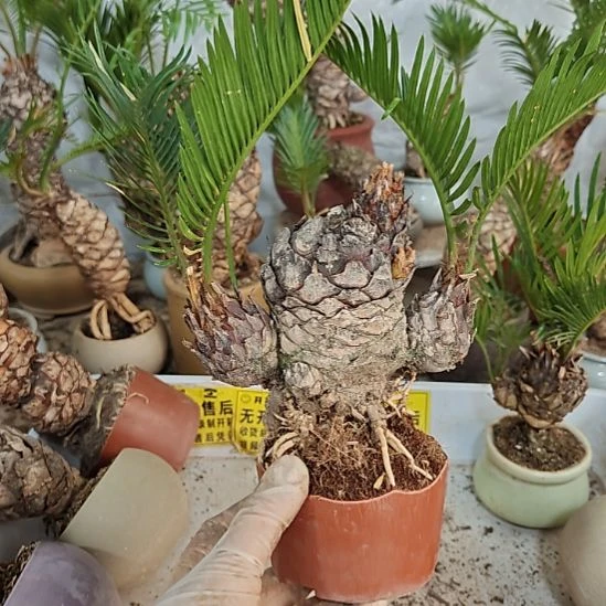 用***2无花朵白鳞铁盆景基地价