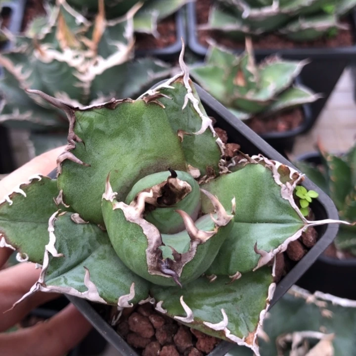 白鲸仁王冠龙舌兰