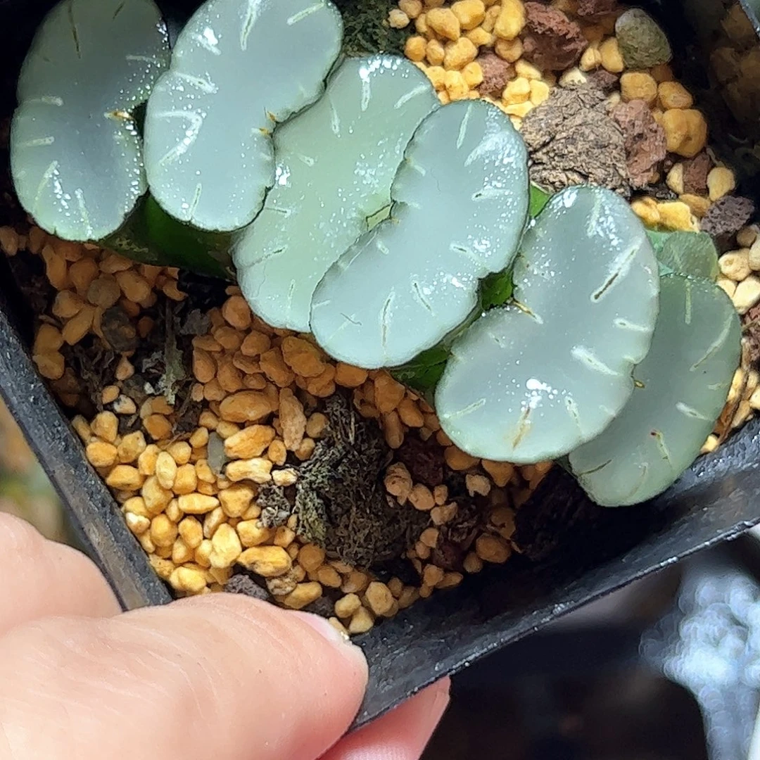 透镜玉扇十二卷多肉植物满
