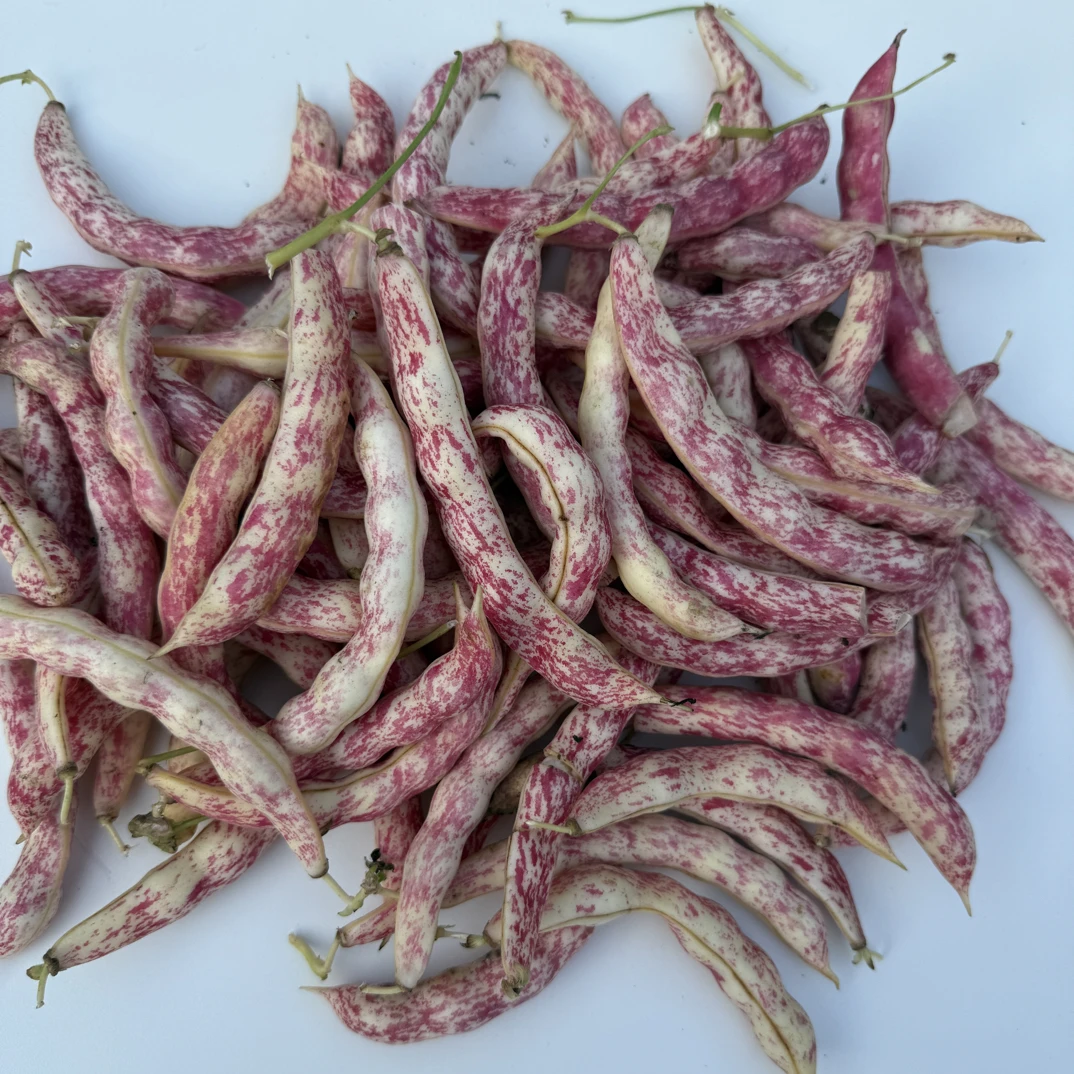 红金钩豆角炖着吃