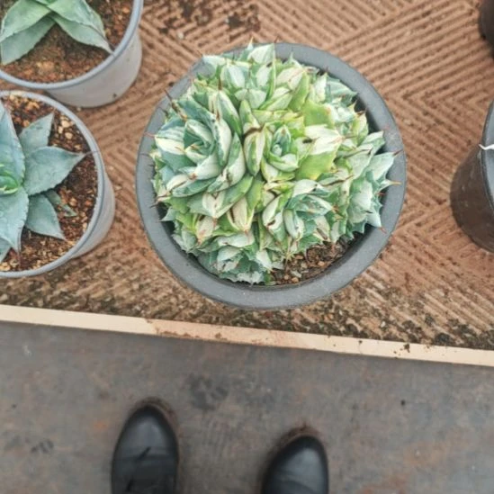 精品龙舌兰小苗种子播种