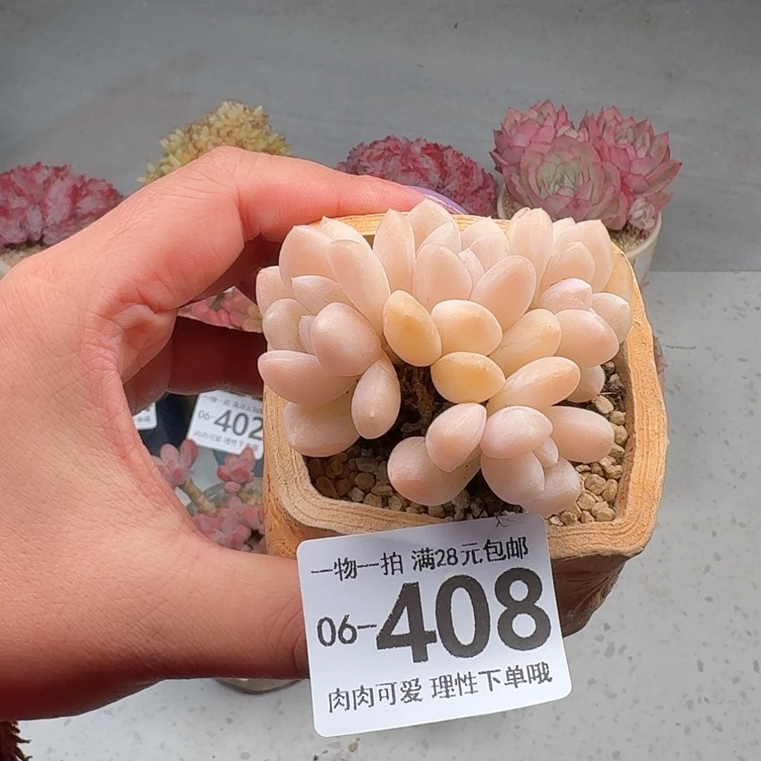 阮玲玉无盆土发货无