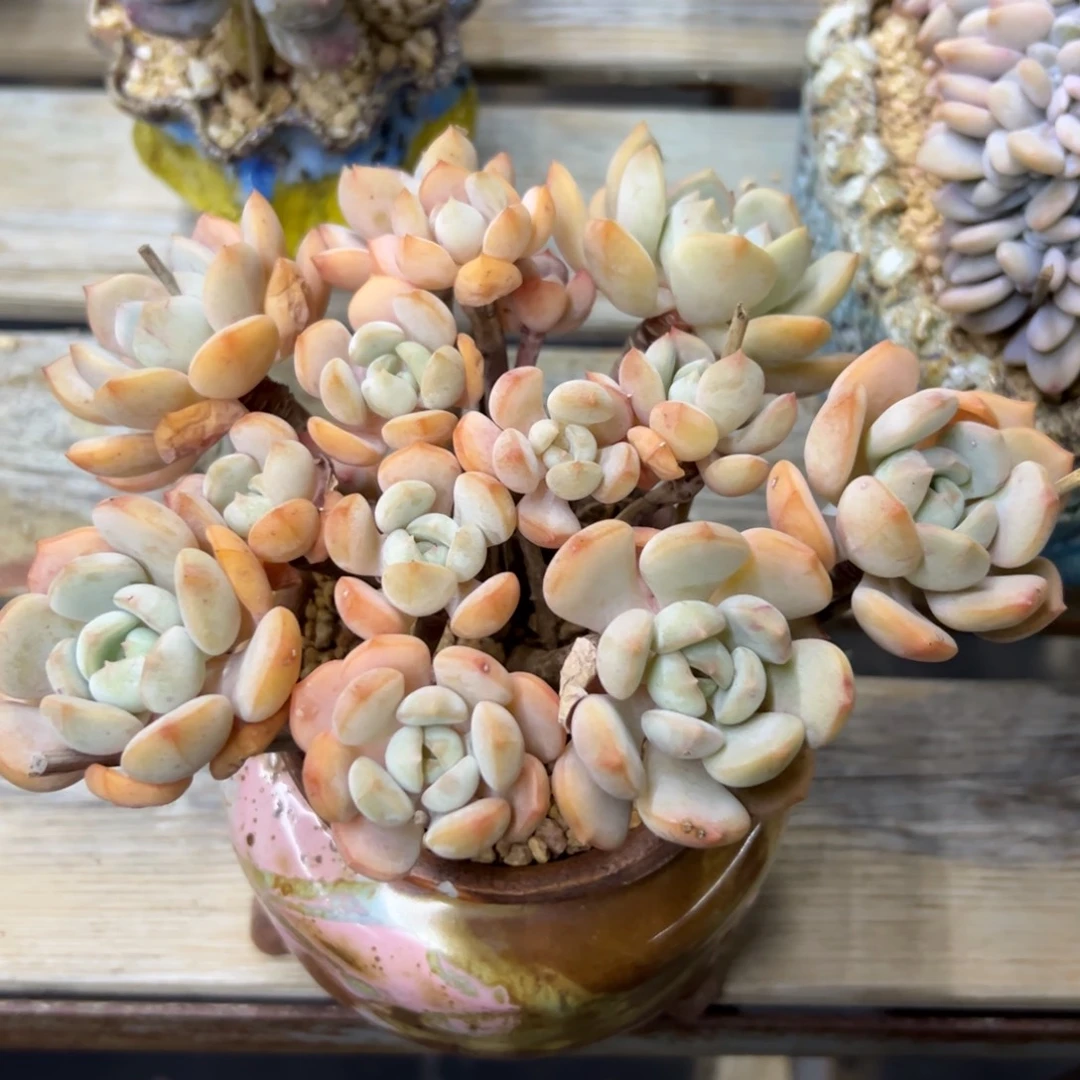 蜜桃格林18 零零多肉植物