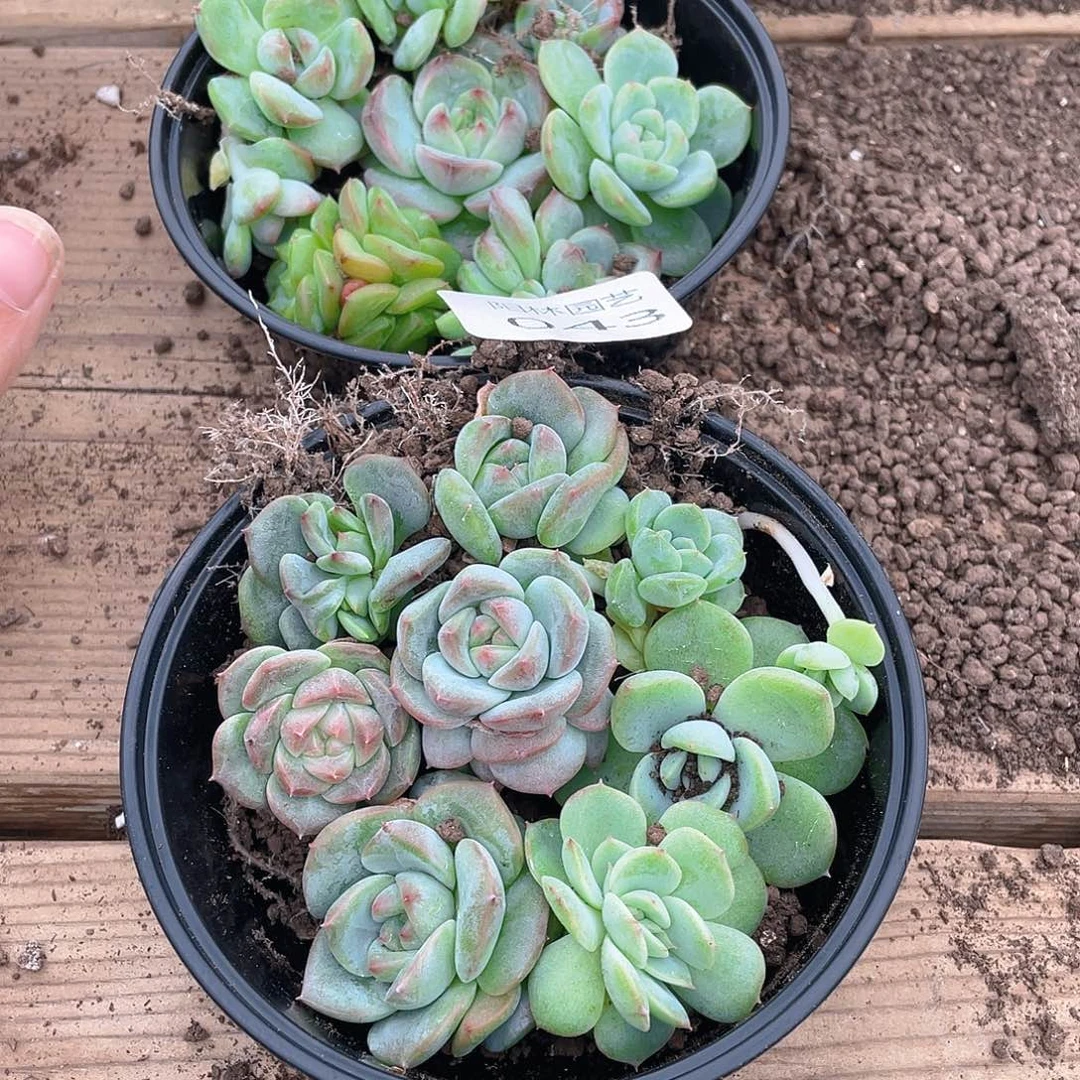 温***C多肉植物多肉植物43