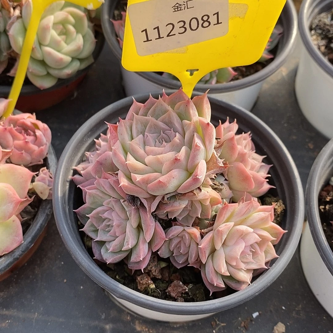 1123081 麦杆群 选拍