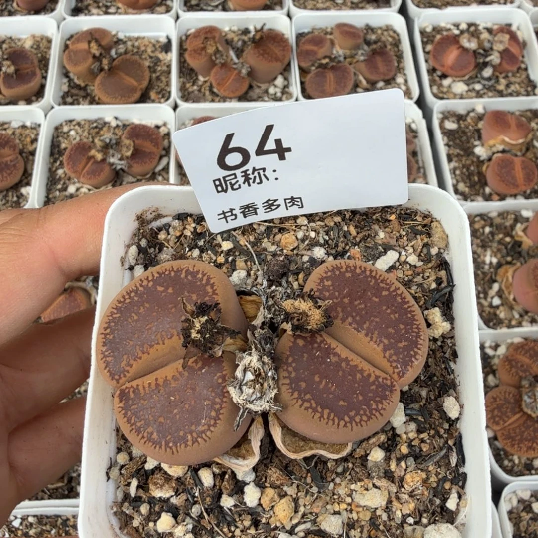 黑***砖多肉植物多肉植物多肉植物