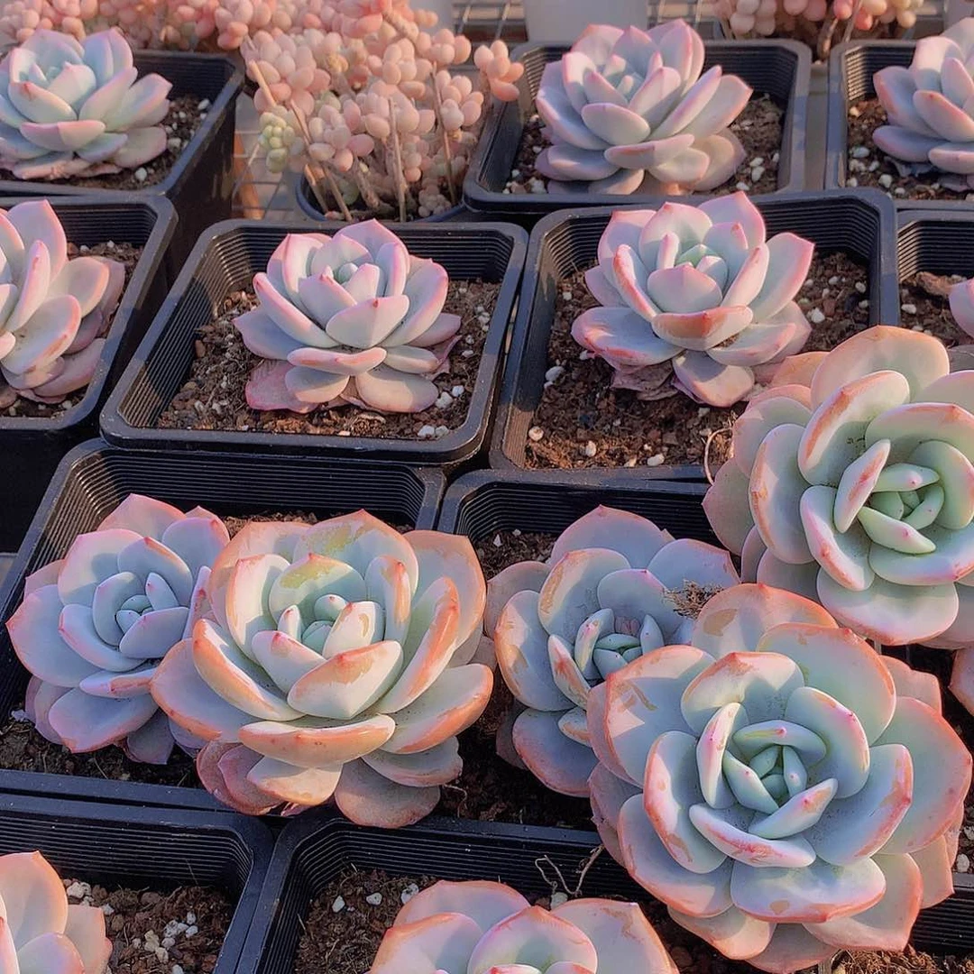 大韩奶茶234667889900