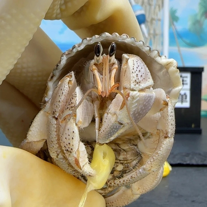 A28胖 灰白2.5cm口径