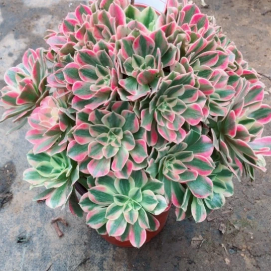 宝***贝无花朵36号女妖法师多肉植物