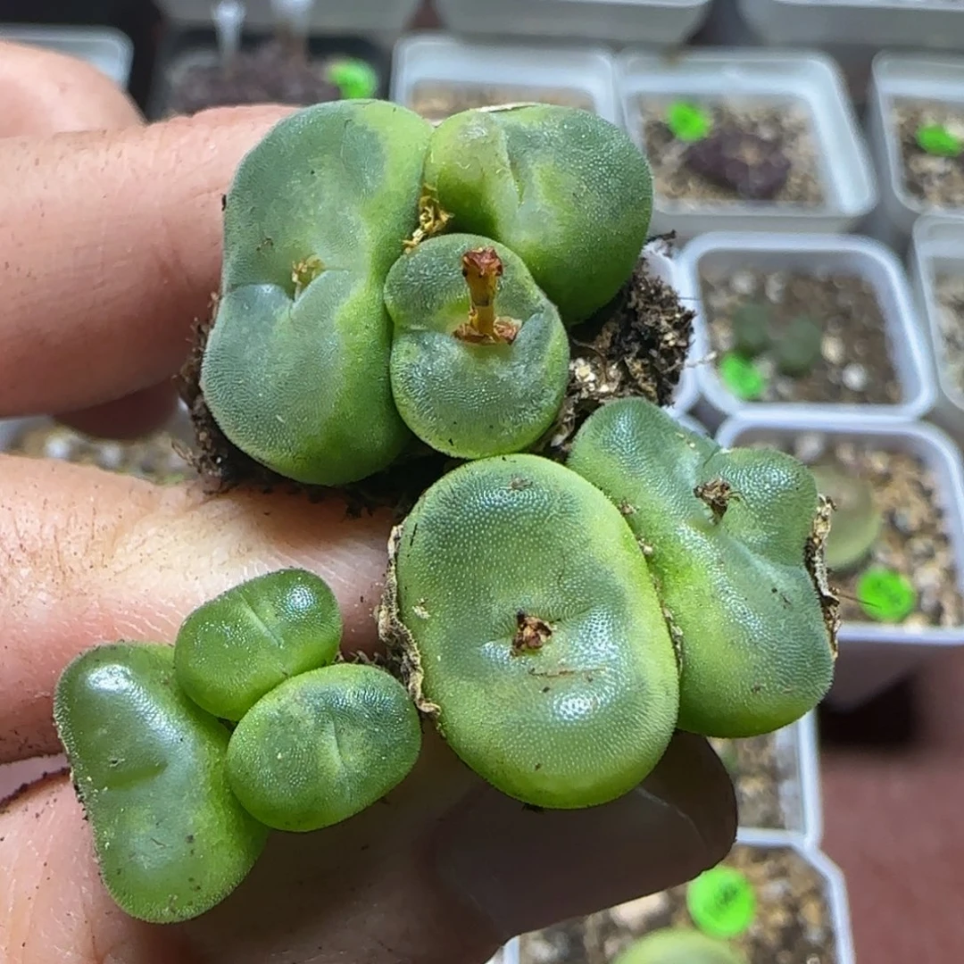 .***憨专拍漂漂亮亮多肉241