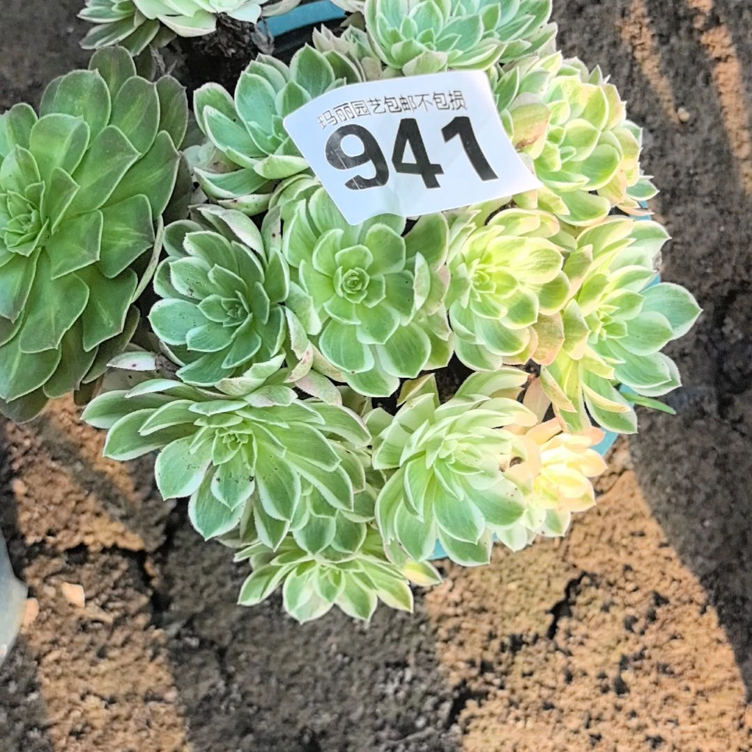 941粉体海王3-20花