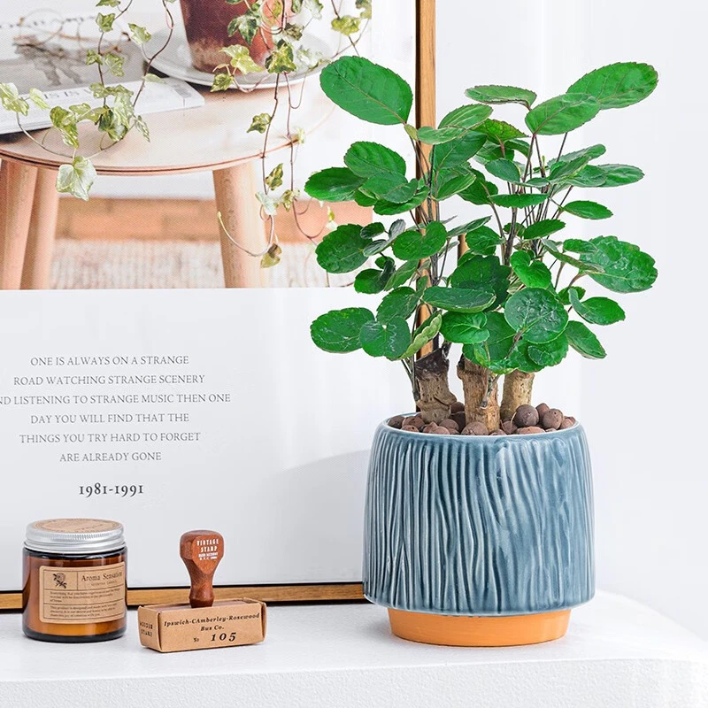 金钱兜招发财树盆栽福禄桐办公室桌面绿植净化空气铜钱草