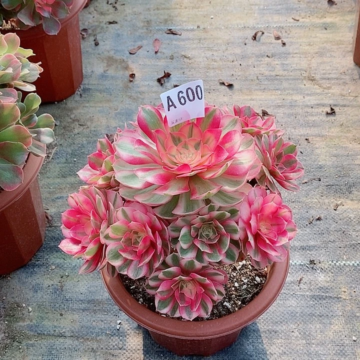 倾城600多肉11111