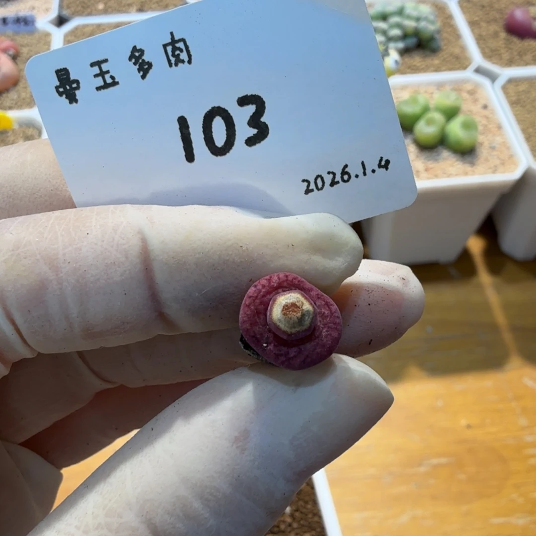 ****风多肉多肉多肉1.4-103