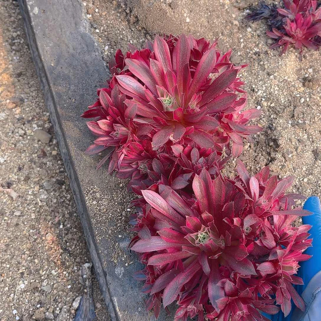 云雀多肉植物两颗