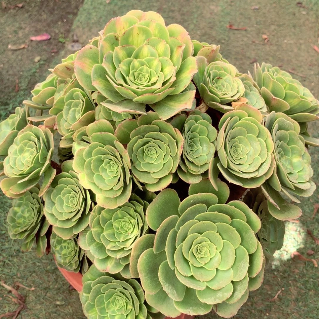 琉璃玫瑰,两颗包邮