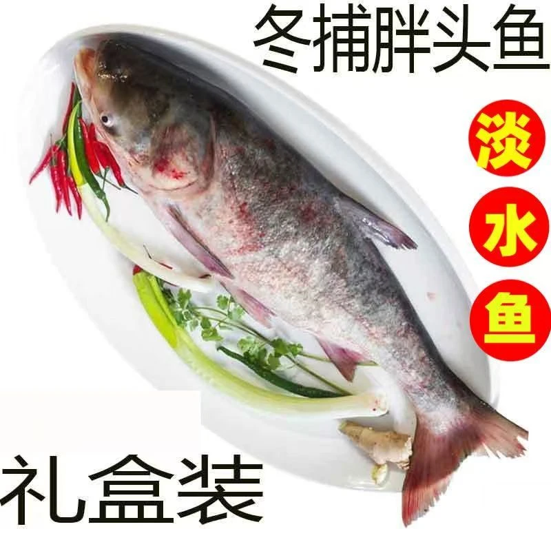 【无赠品】冬捕淡水胖头鱼王花鲢鱼大头鱼鳙鱼4-50斤