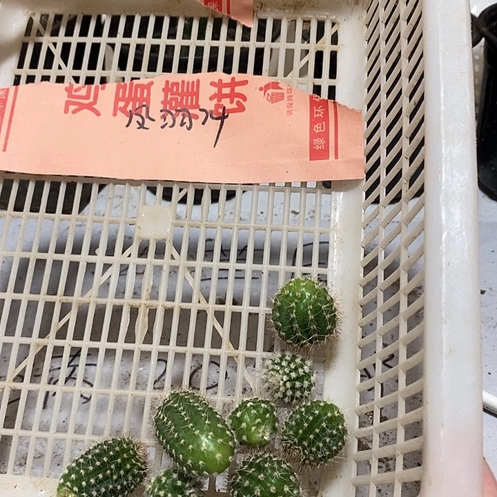 凤羽24彩草侧芽嫁接用