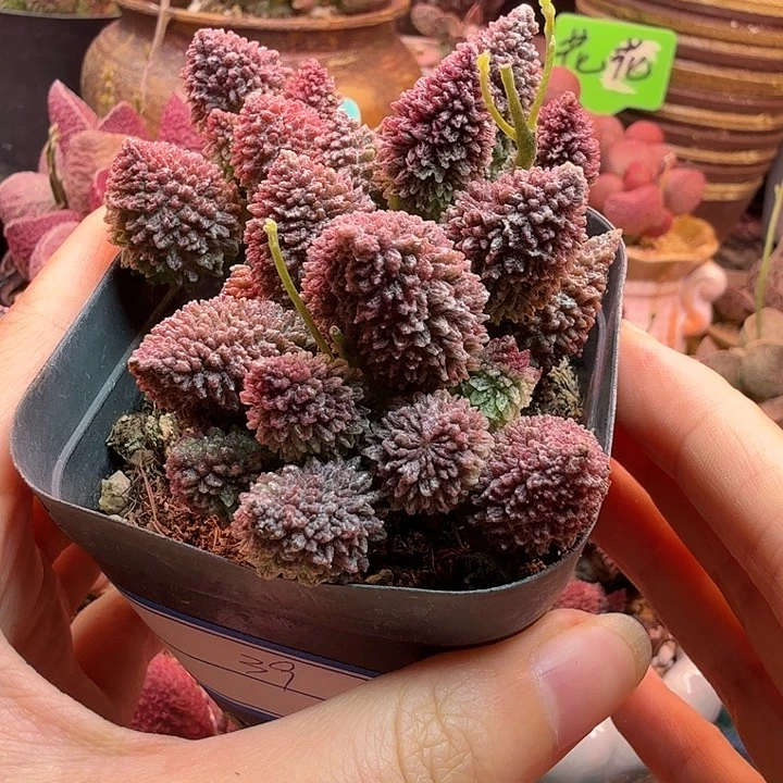 阿***霞       朱紫玉。