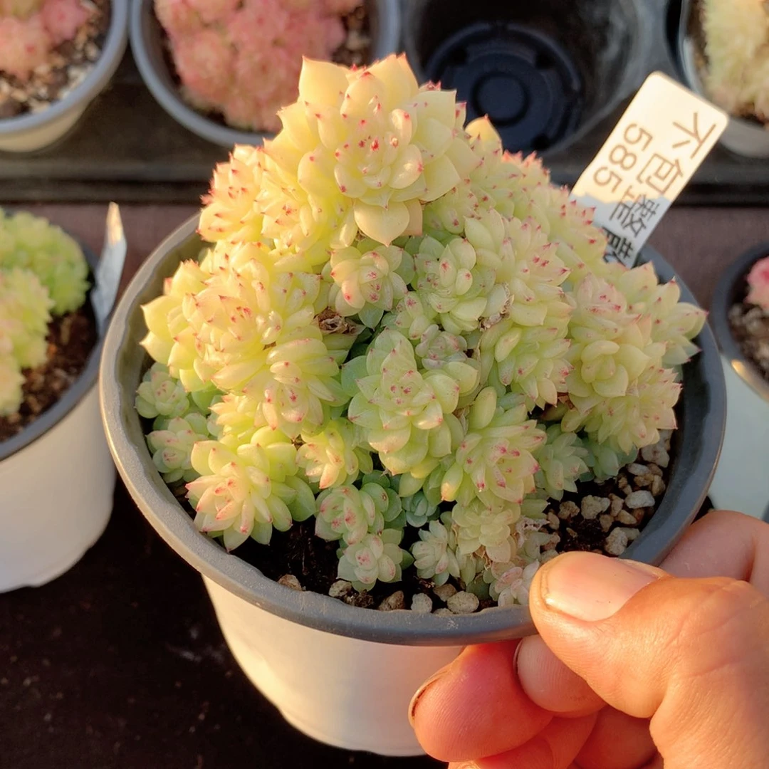 安***巴585麦秆群不包整散