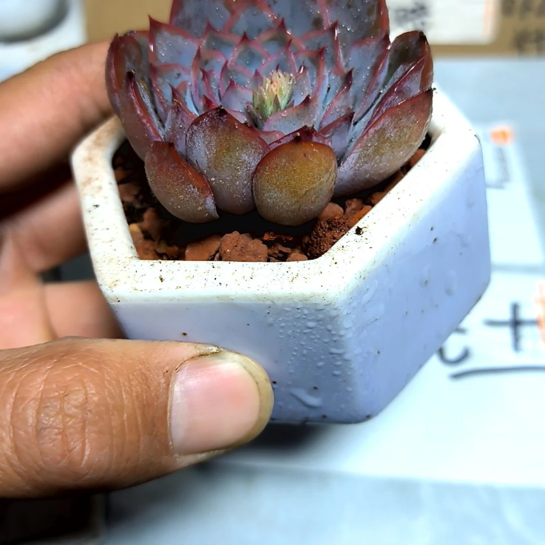 满6元包邮，暗冰杂交俩颗绝绝子