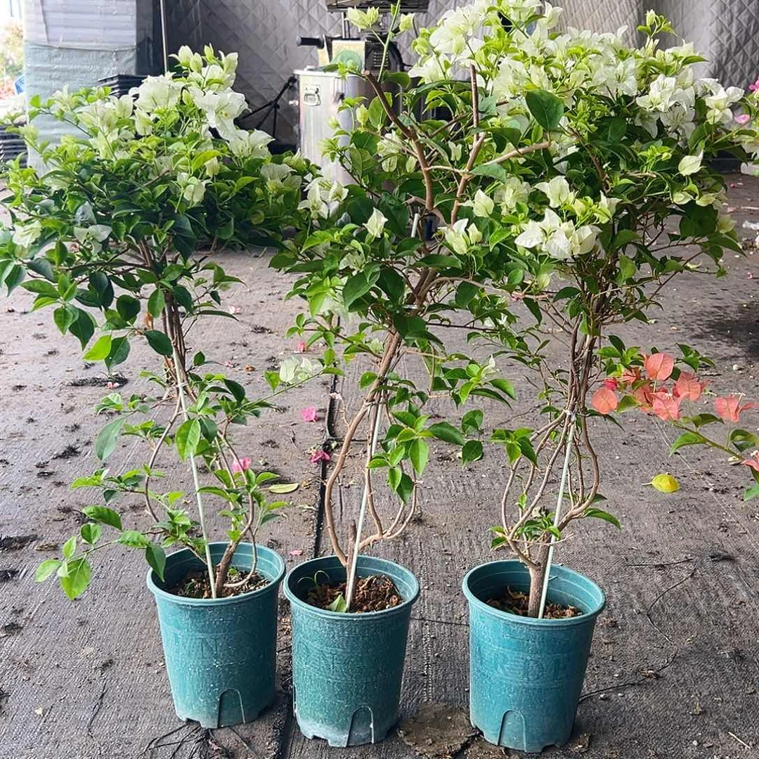 当前无花栽培后可以开花白雪公主带竹一颗