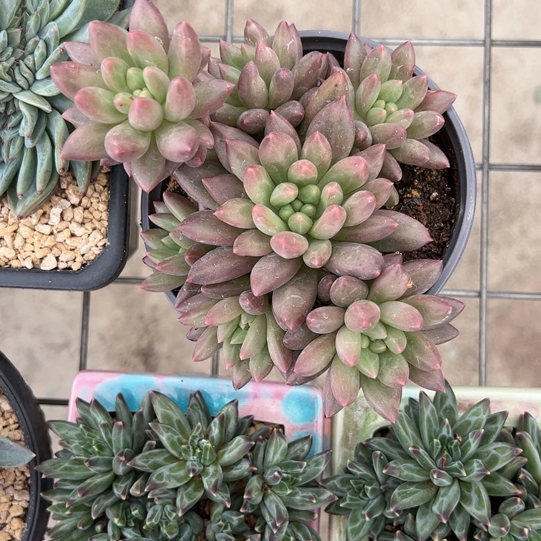 【闪购商品】水晶球杂