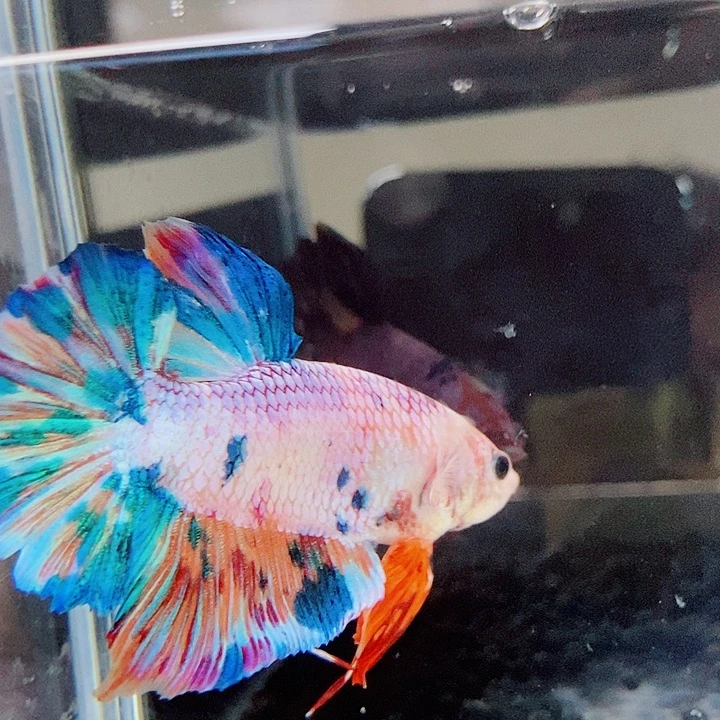 斗鱼黑226号巨斗将军