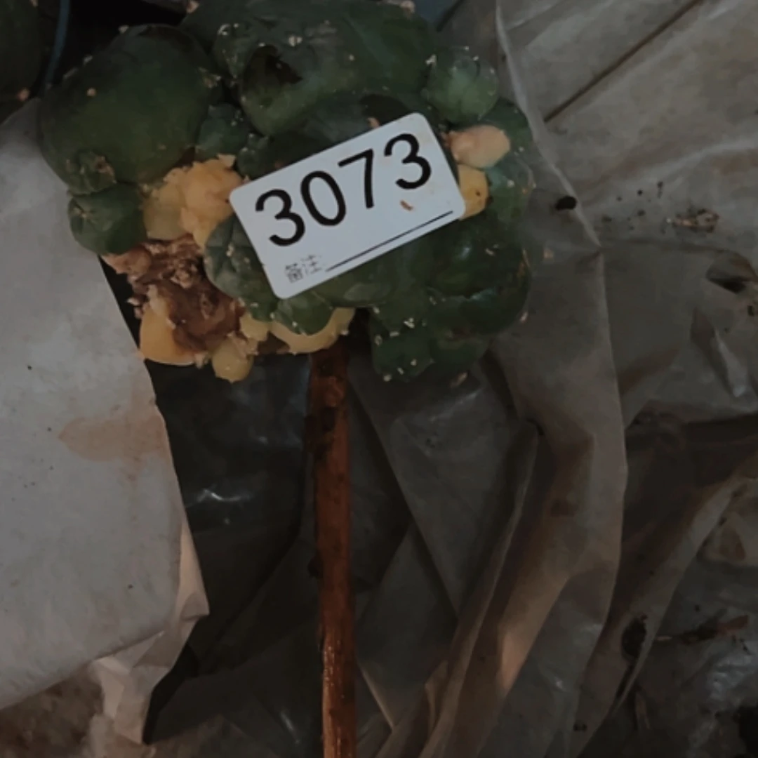 【闪购商品】王*生3073不售后