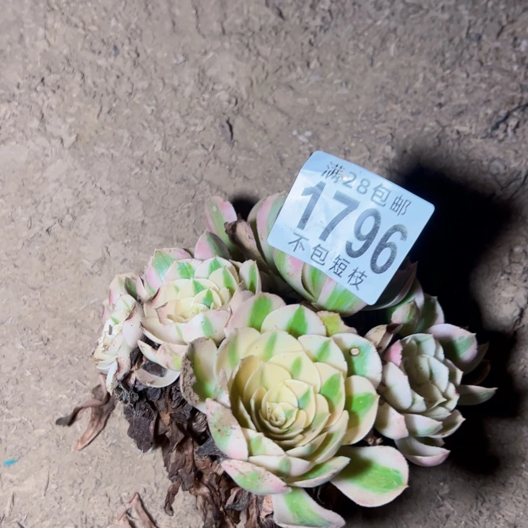 冉***冉1796多肉植物法师
