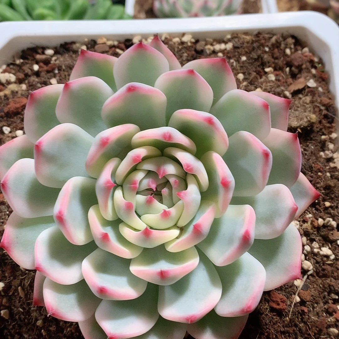 多肉植物多肉植物