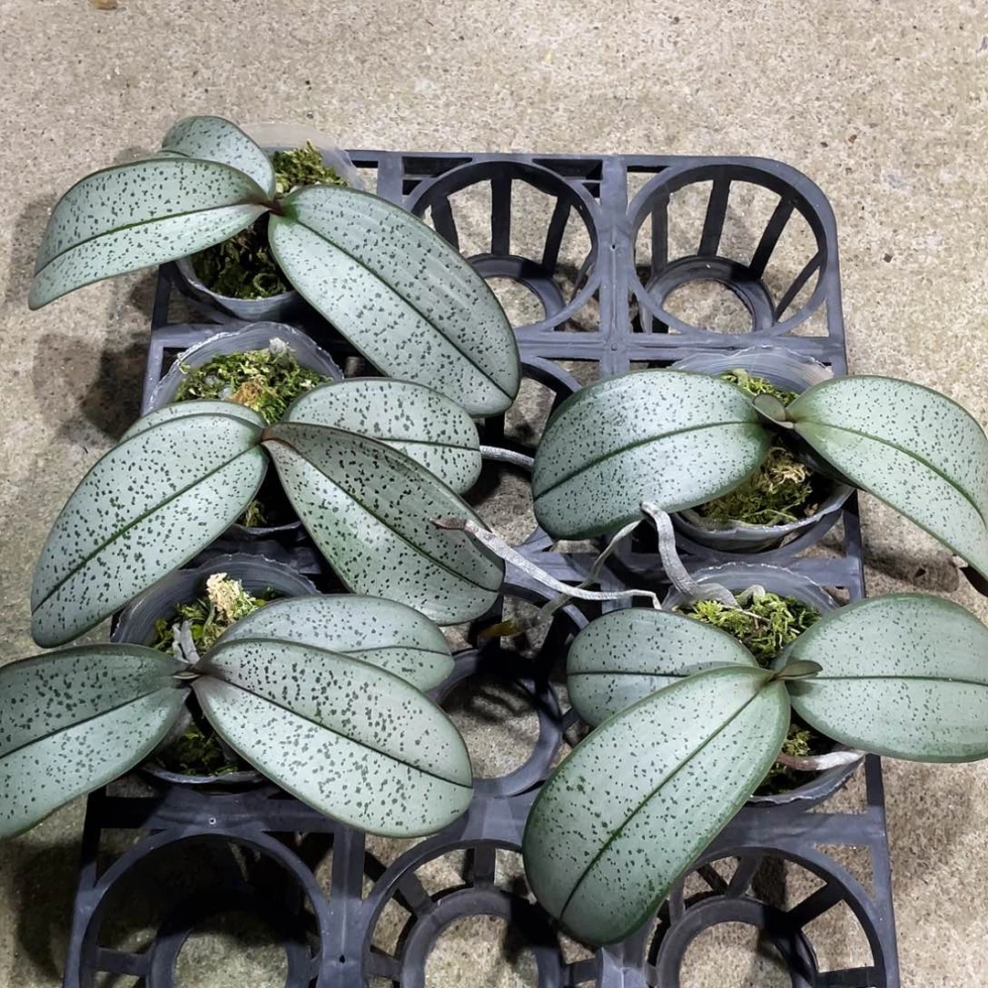 完全开放超银西实生苗2.5寸