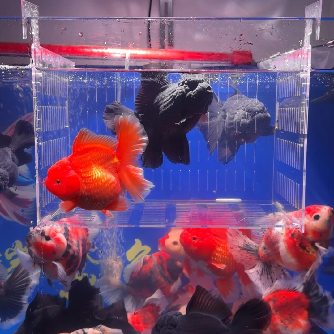 初***、金鱼武龙高端金鱼两条