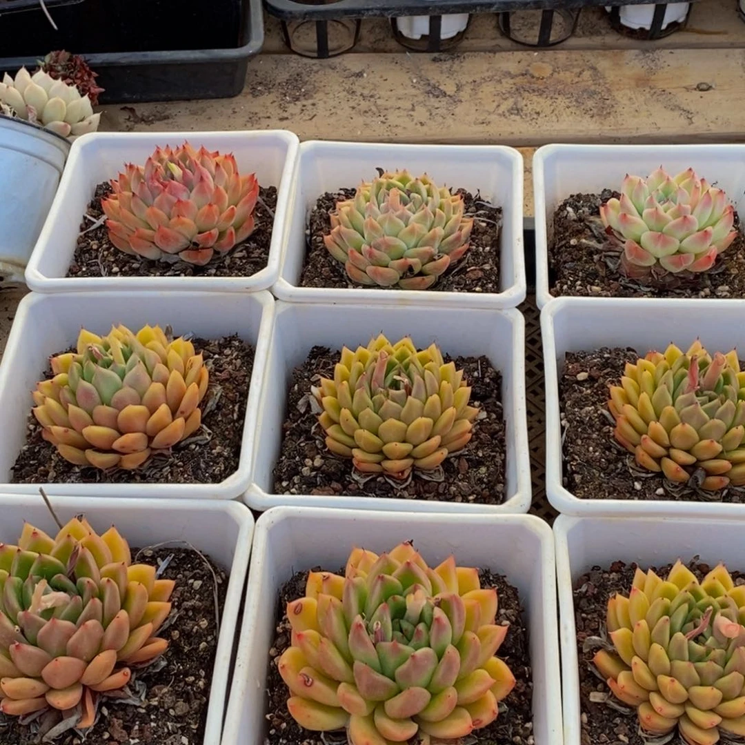 082多肉植物纤维面膜的功效