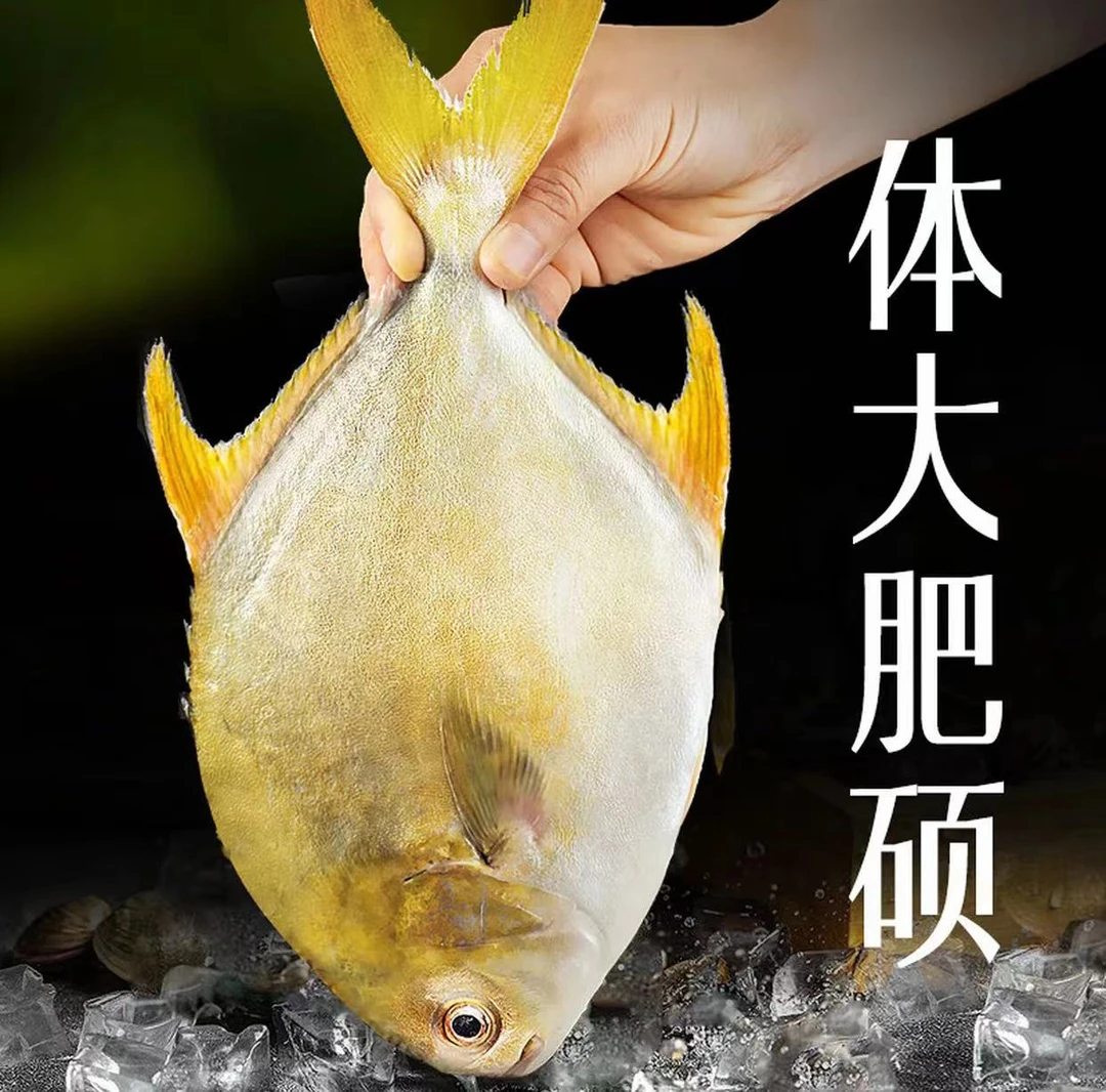 金鲳鱼新鲜冷冻（包杀好真空包装）顺丰包邮
