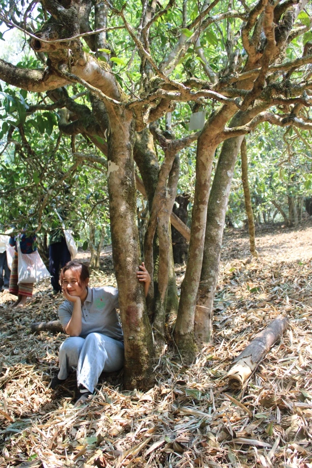 【班盆老寨117号】2025茶王地古树