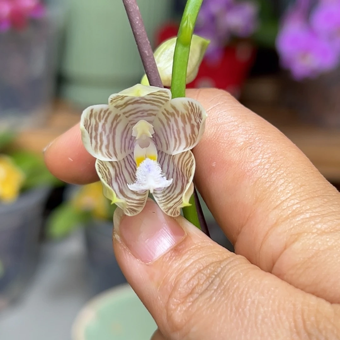 大部分花苞少量开放